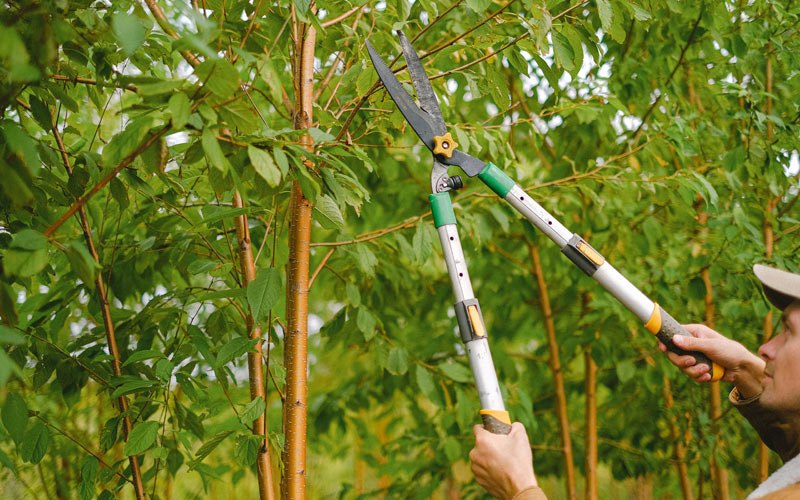 Tree trimming in Ojibwa, WI