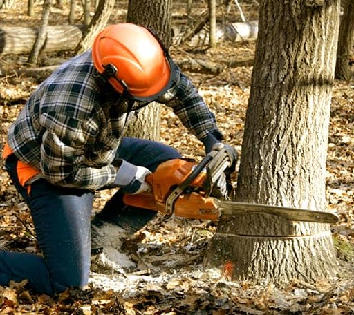 Tree Removal in Ojibwa, WI